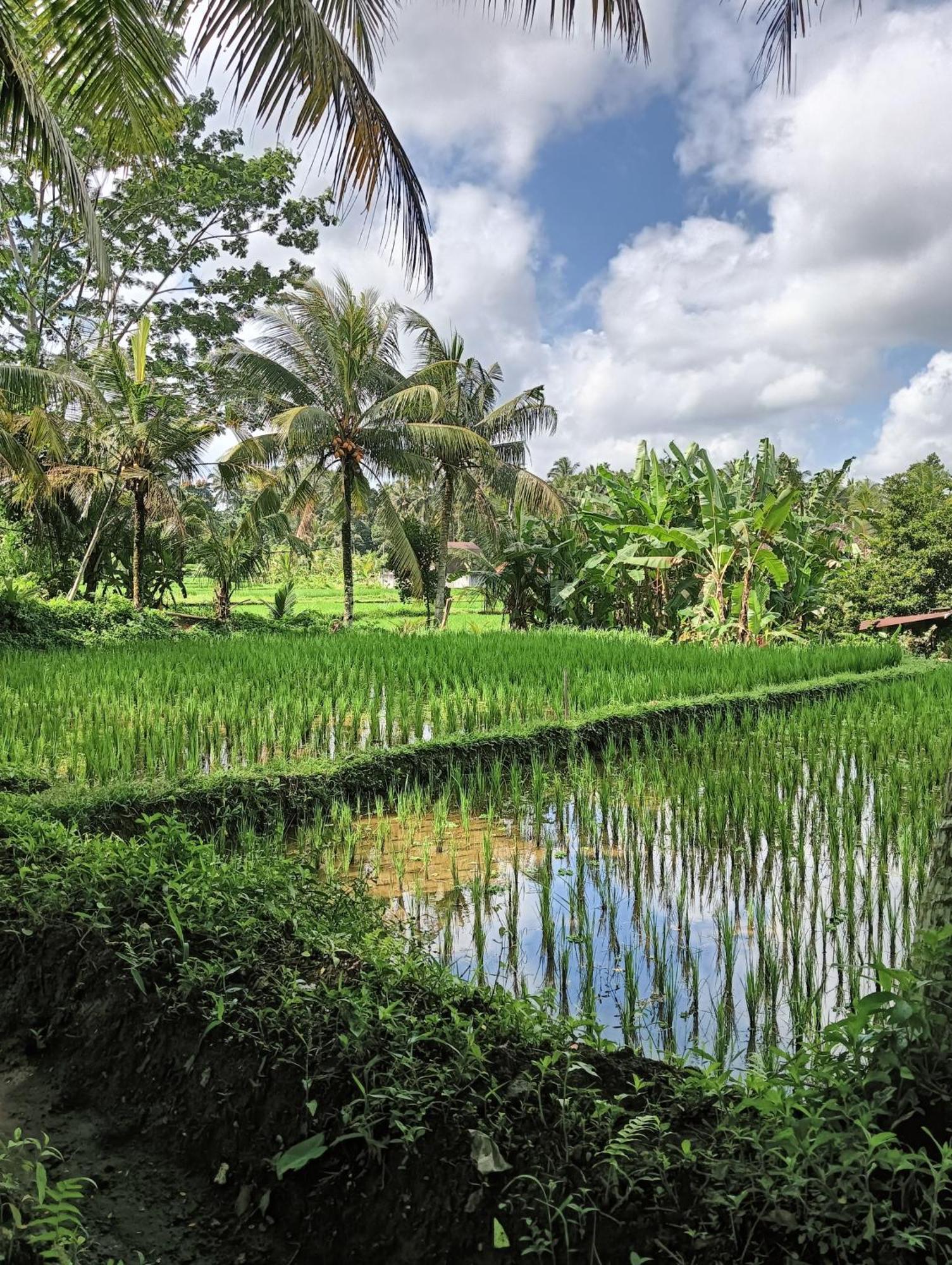 Rumah Guci Ubud Eksteriør bilde